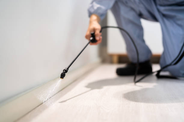 Licensed Wasp Removal service in Pikesville, MD - Show Me Pest Control